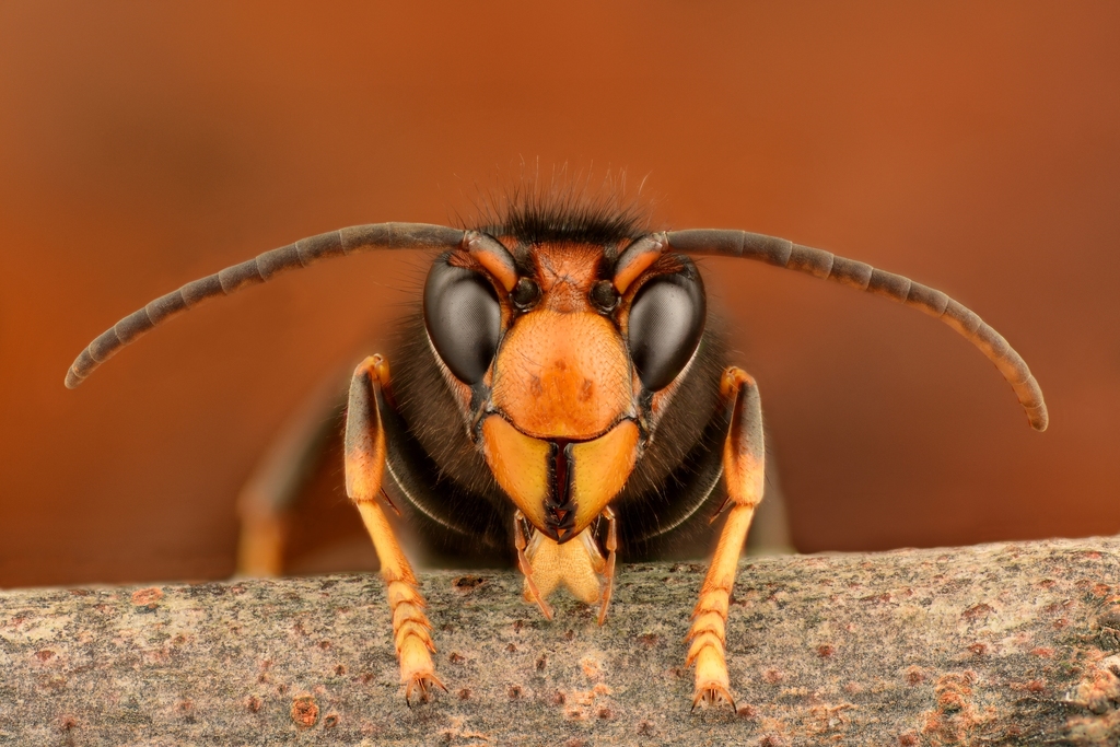 Asian hornet (Vespa velutina)