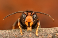 Vespa velutina