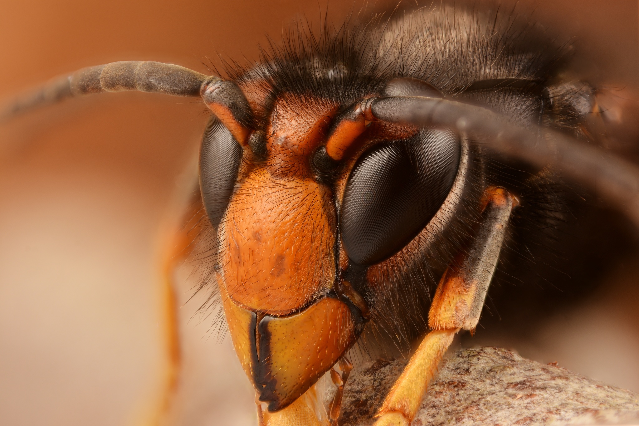 Hornets, Paper Wasps, Potter Wasps, and Allies (Family