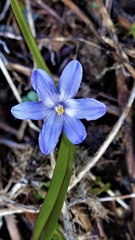 Scilla luciliae