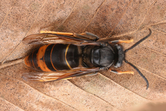 Vespa velutina