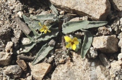 Viola pinetorum