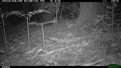 Antechinus