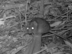 Antechinus