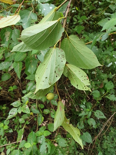 Grewia suarezensis image