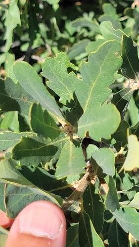 Quercus berberidifolia × douglasii