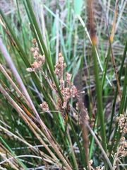 Juncus