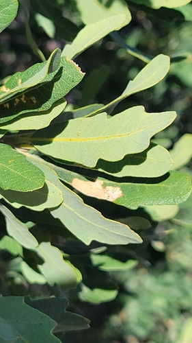 Quercus berberidifolia × douglasii
