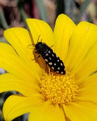 Acmaeodera degener
