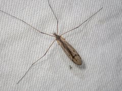 Tricyphona