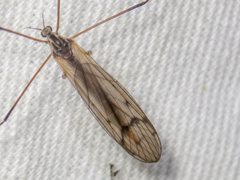 Tricyphona