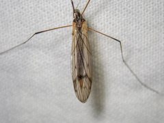 Tricyphona