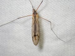 Tricyphona