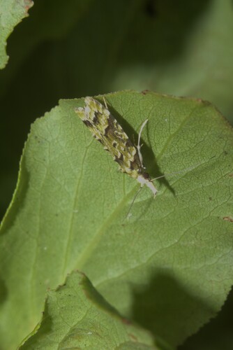 Carposina graminis observed 2024-05-29