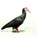 Southern Bald Ibis - Photo (c) trishbeau, some rights reserved (CC BY-NC)
