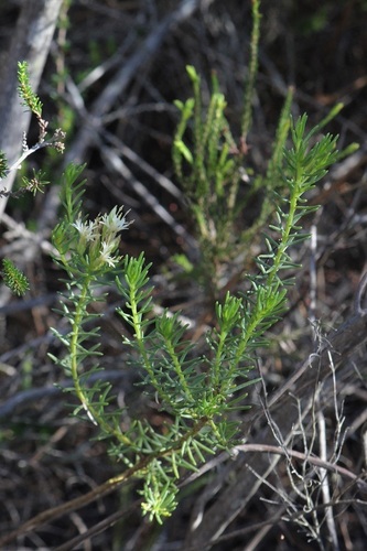 Image of Pteronia teretifolia by (c) Karen Eichholz, some rights reserved (CC BY)