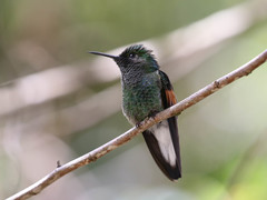 Stripe-Tailed Hummingbird photo 3