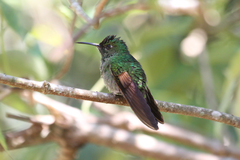 Stripe-Tailed Hummingbird photo 4
