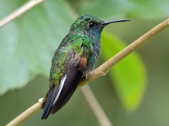 Stripe-Tailed Hummingbird photo 5