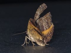 Chrysolarentia bichromata