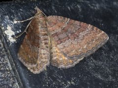 Chrysolarentia bichromata