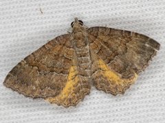 Chrysolarentia bichromata