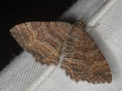 Chrysolarentia bichromata