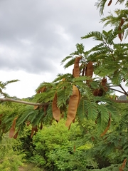 Albizia polyphylla image