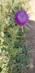 Silybum marianum