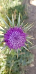 Silybum marianum