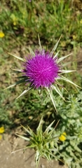 Silybum marianum