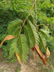 Albizia polyphylla image