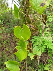 Dioscorea sambiranensis