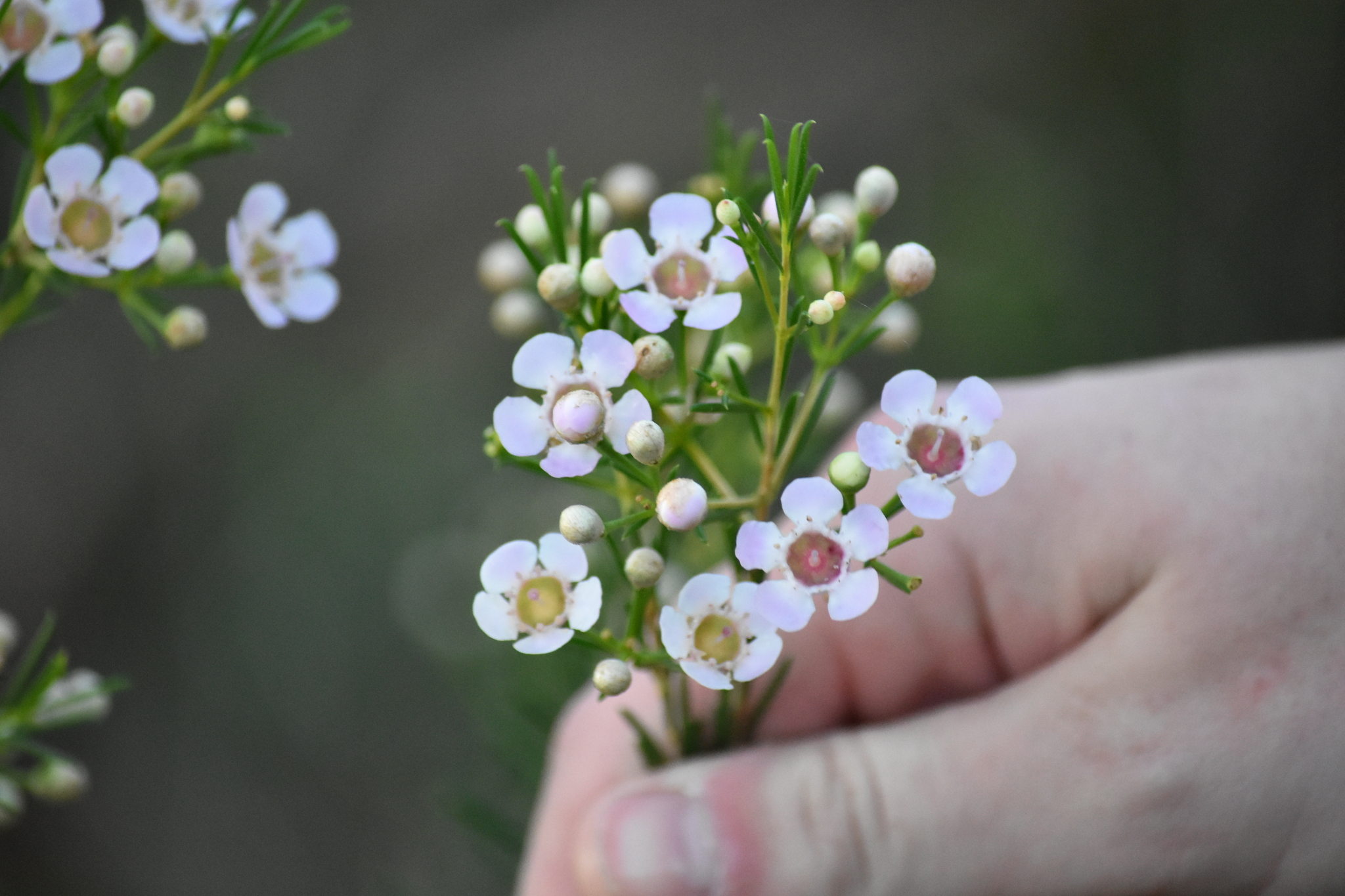 Imagem de Flor-de-cera