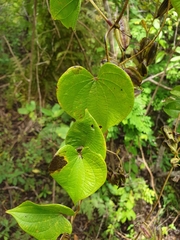 Dioscorea sambiranensis