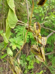 Dioscorea sambiranensis
