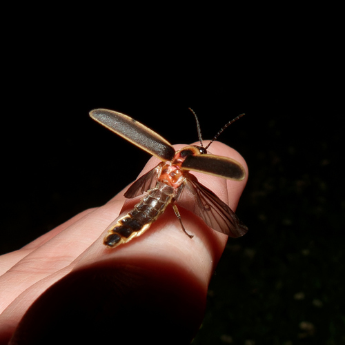 Common Eastern Firefly, Illinois, US, photo 10 of 10