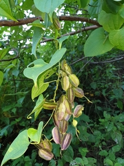 Dioscorea maciba image