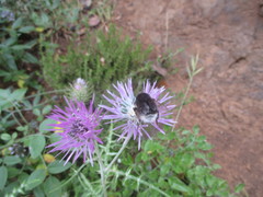 Bombus terrestris canariensis