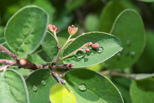 dark-fruited cotoneaster