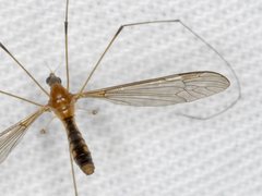 Leptotarsus setivena