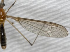 Leptotarsus setivena
