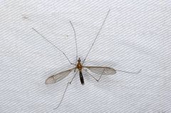 Leptotarsus setivena