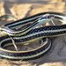 Western Ribbon Snake - Photo (c) Eric Osmundson, some rights reserved (CC BY-NC-SA)
