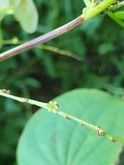 Dioscorea maciba image