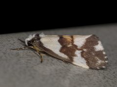 Philenora irregularis