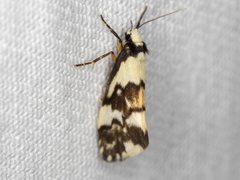 Philenora irregularis