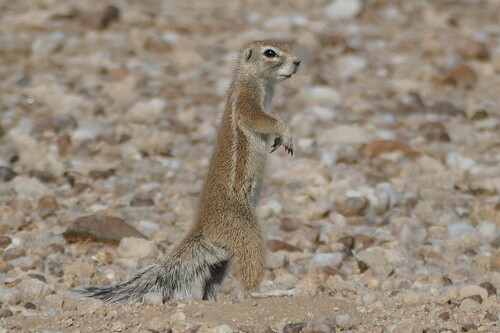 South African Ground Squirrel, photo 2 of 10