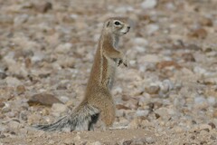 South African Ground Squirrel photo 2