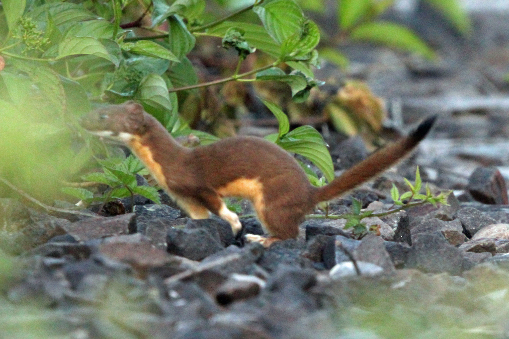 Long-tailed Weasel from Clatsop County, OR, USA on June 12, 2024 at 07: ...